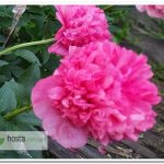 пион Command Performance