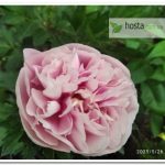 пион Etched Salmon