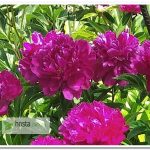 пион Франсуа Ортега