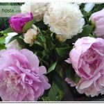 пион Dinner Plate