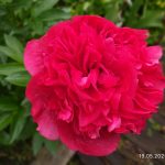 пион Henry Bockstoce