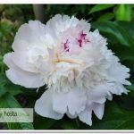 Півонія молочноквіткова