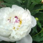 пион Boule de Neige