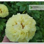 пион Lemon Chiffon