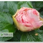 пион Lois Choice