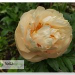 пион Pastelegance