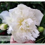 пион Duchesse de Nemours