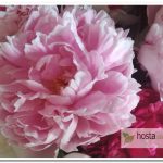 пион Sarah Bernhardt