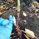 пион деленка