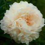 пион Summer Glow