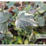 Плющ White Ripple Hedera helix