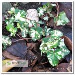 Плющ Calico Hedera helix