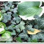 Плющ Torndale Hedera helix