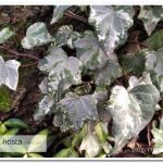 Плющ Glacier Hedera helix