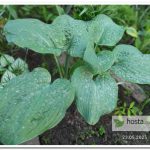 Хоста Big B