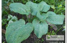 Хоста Big B — велика темно-зелена «жаба» на високих ногах