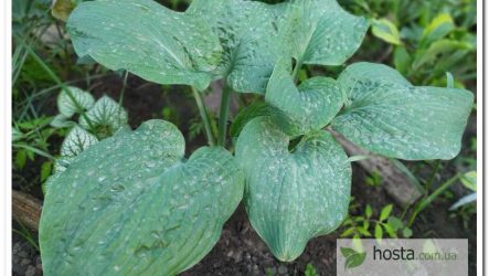Хоста Big B — велика темно-зелена «жаба» на високих ногах
