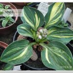 Хоста Royal Mouse Ears