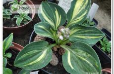 Хоста Royal Mouse Ears — рідкісна колекційна стрекетна миша