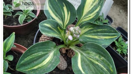 Хоста Royal Mouse Ears — рідкісна колекційна стрекетна миша