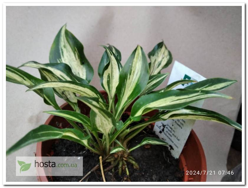 Хоста Dixie Chickadee міні