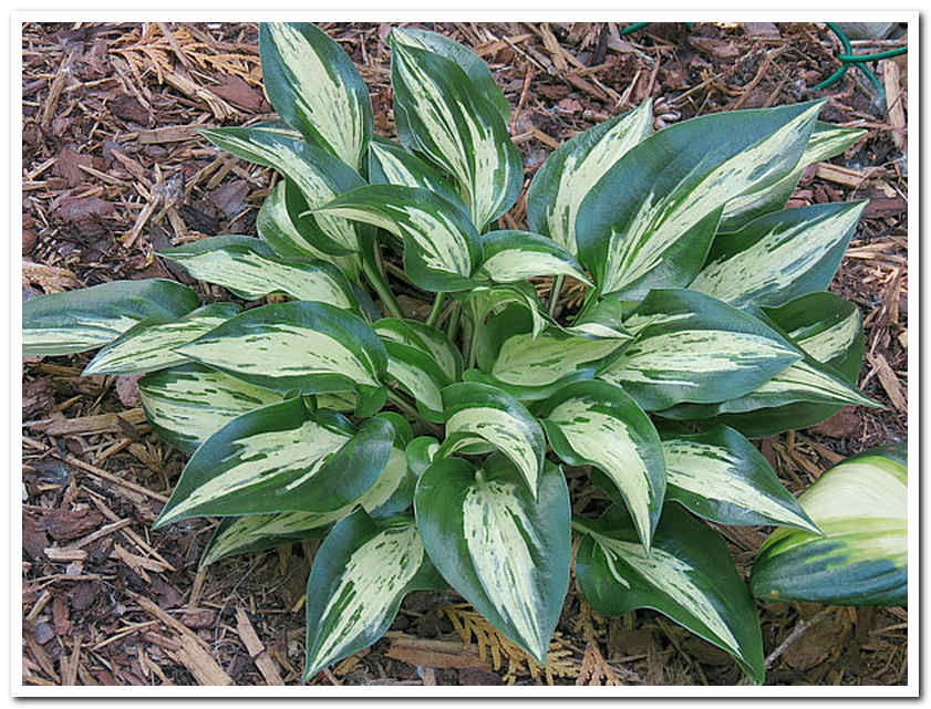 Хоста Dixie Chickadee міні