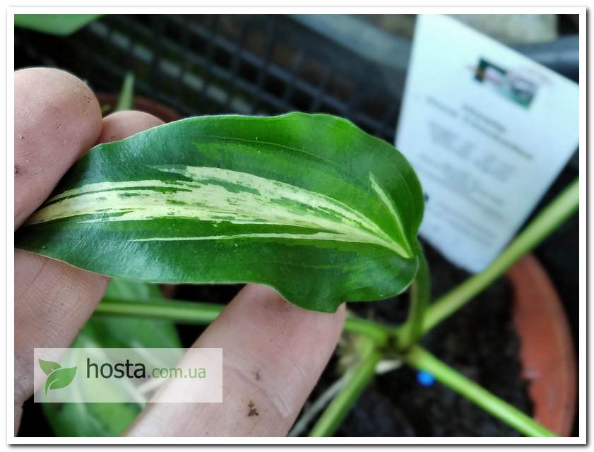 Хоста Dixie Chickadee міні