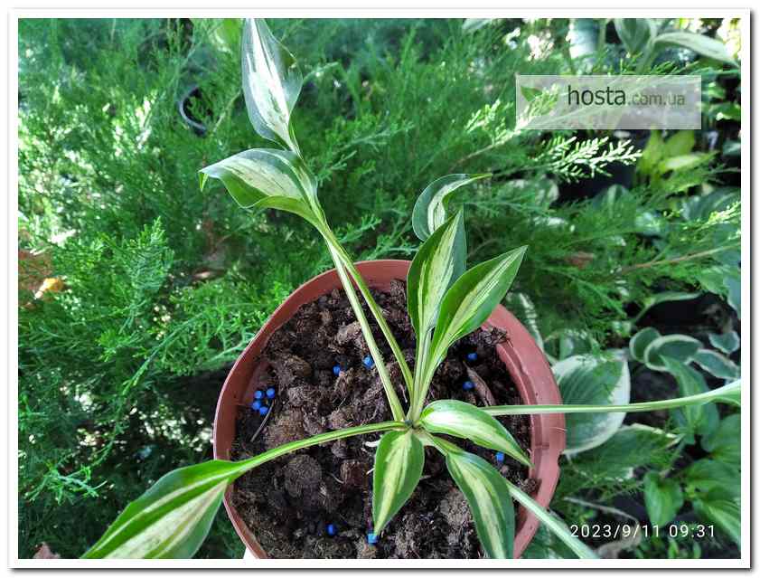 Хоста Dixie Chickadee міні