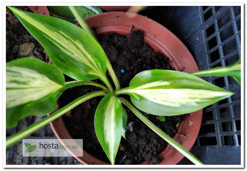 Хоста Dixie Chickadee міні