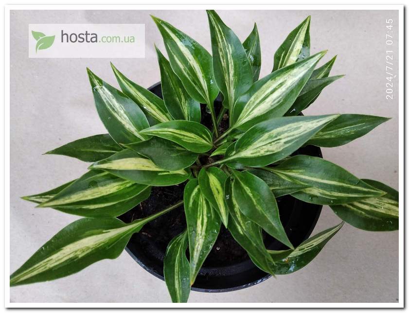 Хоста Dixie Chickadee міні