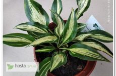 Хоста Dixie Chickadee — яскравий міні-сорт з унікальним окрасом