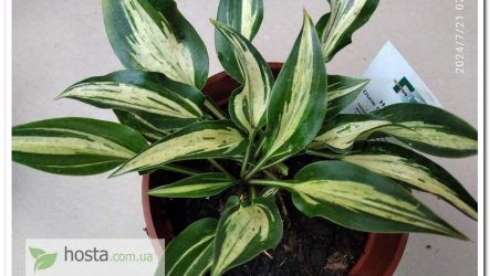 Хоста Dixie Chickadee — яскравий міні-сорт з унікальним окрасом