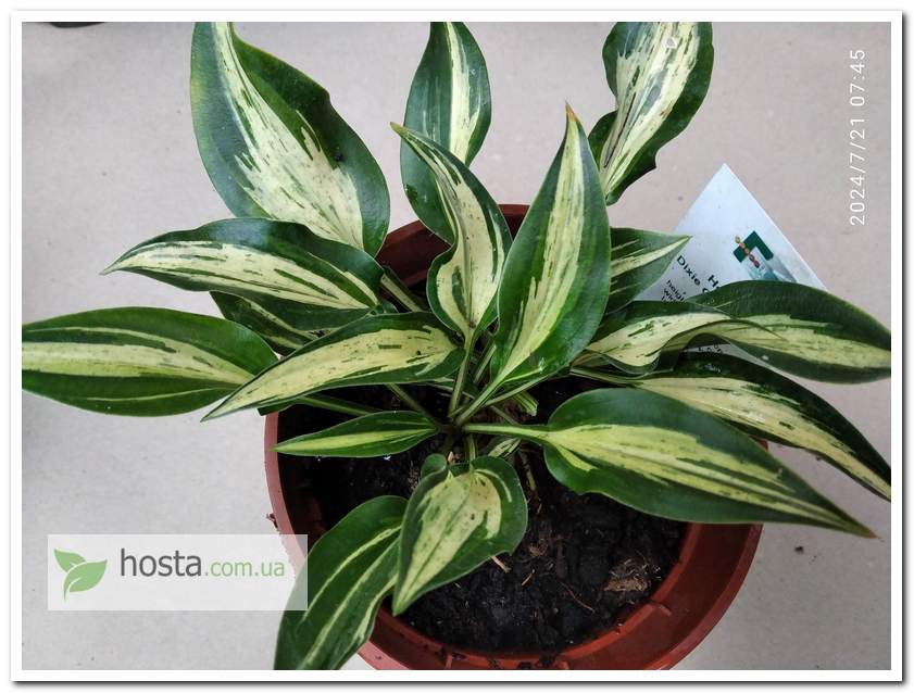 Хоста Dixie Chickadee міні