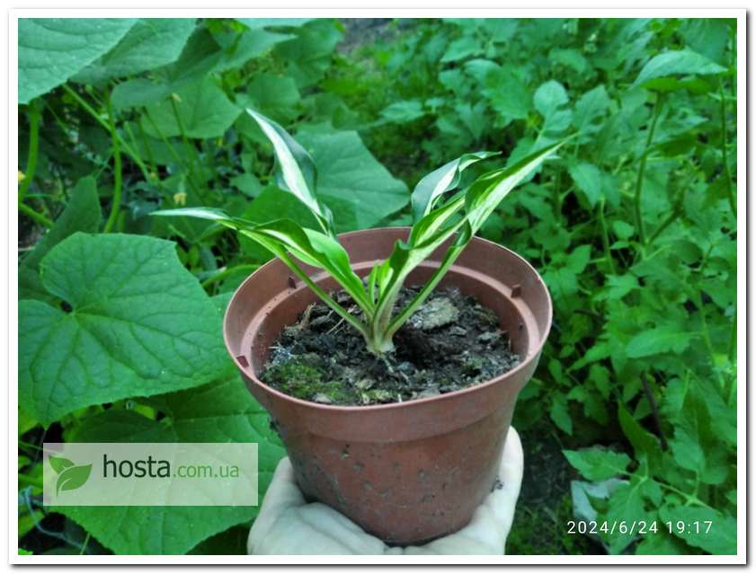 Хоста Dixie Chickadee міні