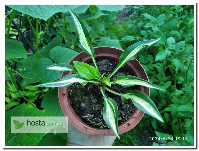 Хоста Dixie Chickadee міні