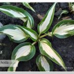 міні хоста Valley’s Secret Cove