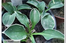 Хоста Buffalo Ice Mouse — новинка серед мишок, з дуже тонкою білою каймою