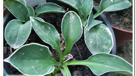 Хоста Buffalo Ice Mouse — новинка серед мишок, з дуже тонкою білою каймою