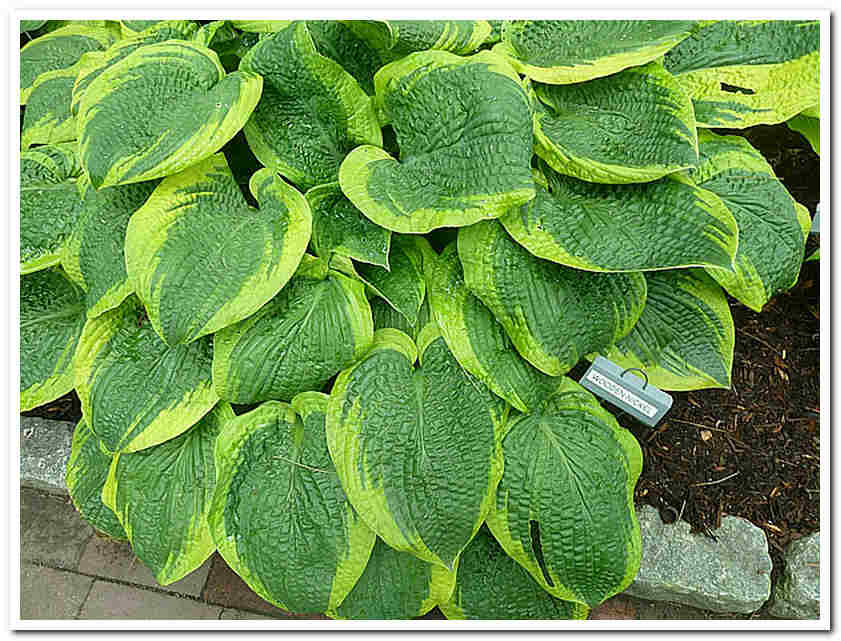 Хоста Wooden Nickel