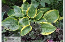 Хоста Wooden Nickel — велика «жаба» з гофрованим листом і яскравим окрасом