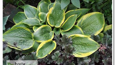 Хоста Wooden Nickel — велика «жаба» з гофрованим листом і яскравим окрасом