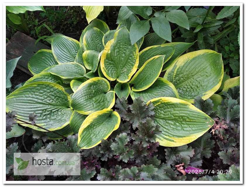Хоста Wooden Nickel