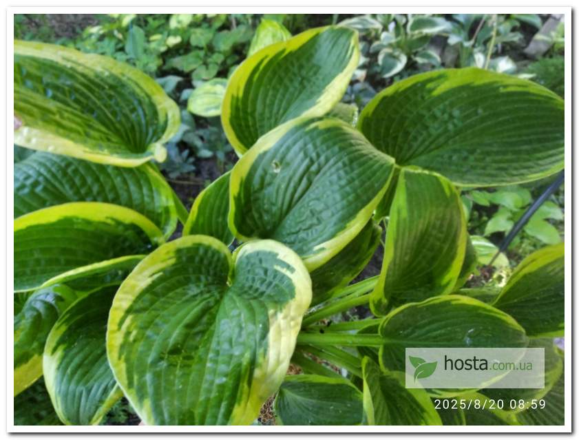 Хоста Wooden Nickel