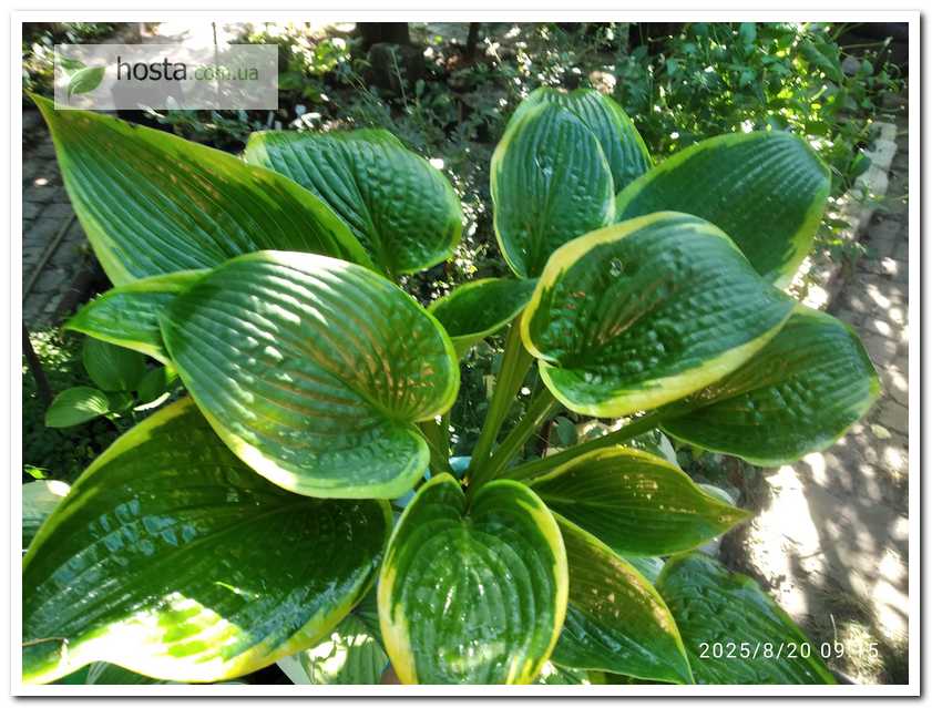 Хоста Wooden Nickel