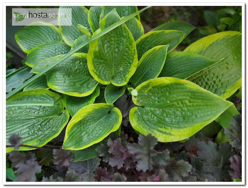 Хоста Wooden Nickel