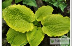 Хоста Rising Star — шикарна крупна новинка з «жабистим» широким листом