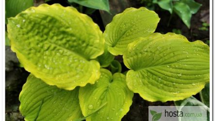 Хоста Rising Star — шикарна крупна новинка з «жабистим» широким листом