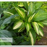 Хоста Green Marmalade