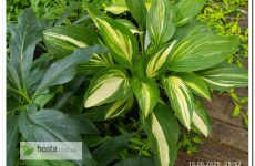 Хоста Green Marmalade — стрекет, колекційний сорт з цупким видовженим листям