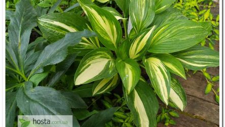 Хоста Green Marmalade — стрекет, колекційний сорт з цупким видовженим листям